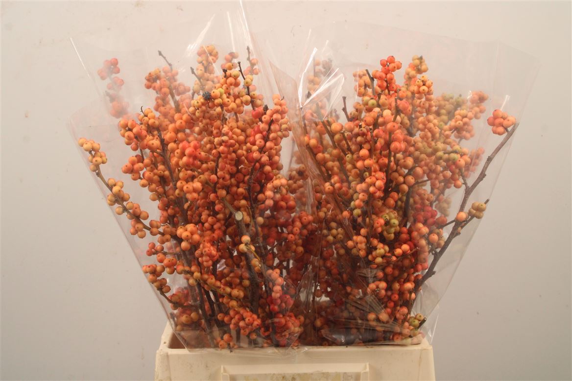 Ilex Verticillata Magical Daydream 50cm