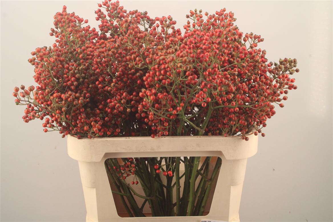 Rosa Autumn Rosefruits 80cm