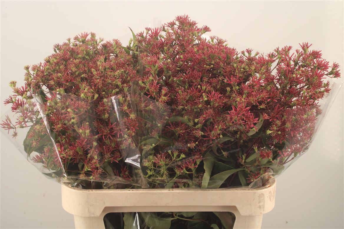 Heptacodium Royale Red Star 80cm