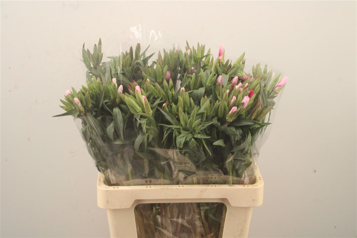 Clarkia Amoena Grace Rose/Pink 60cm