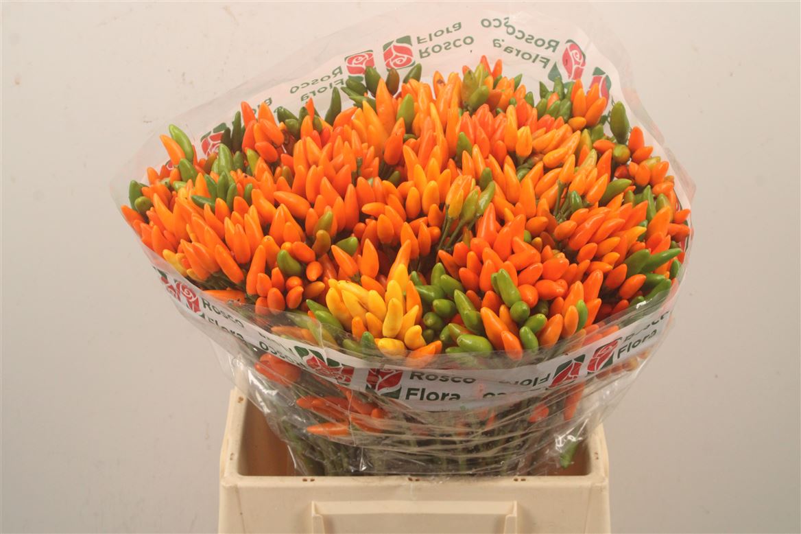 Capsicum Orange Fire 45cm