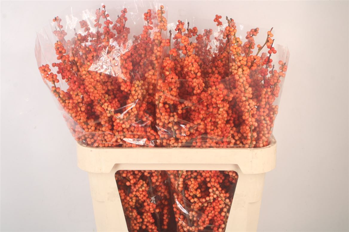 Ilex Verticillata Magical Daydream 80cm