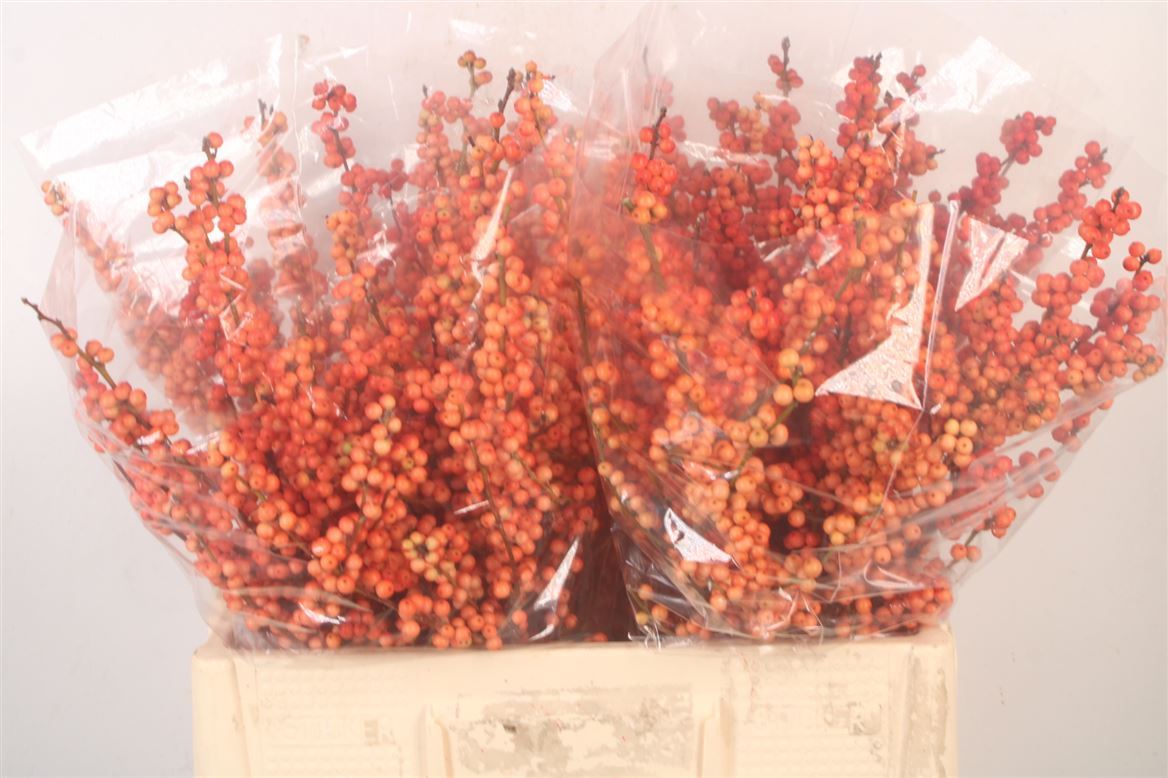 Ilex Verticillata Magical Daydream 60cm