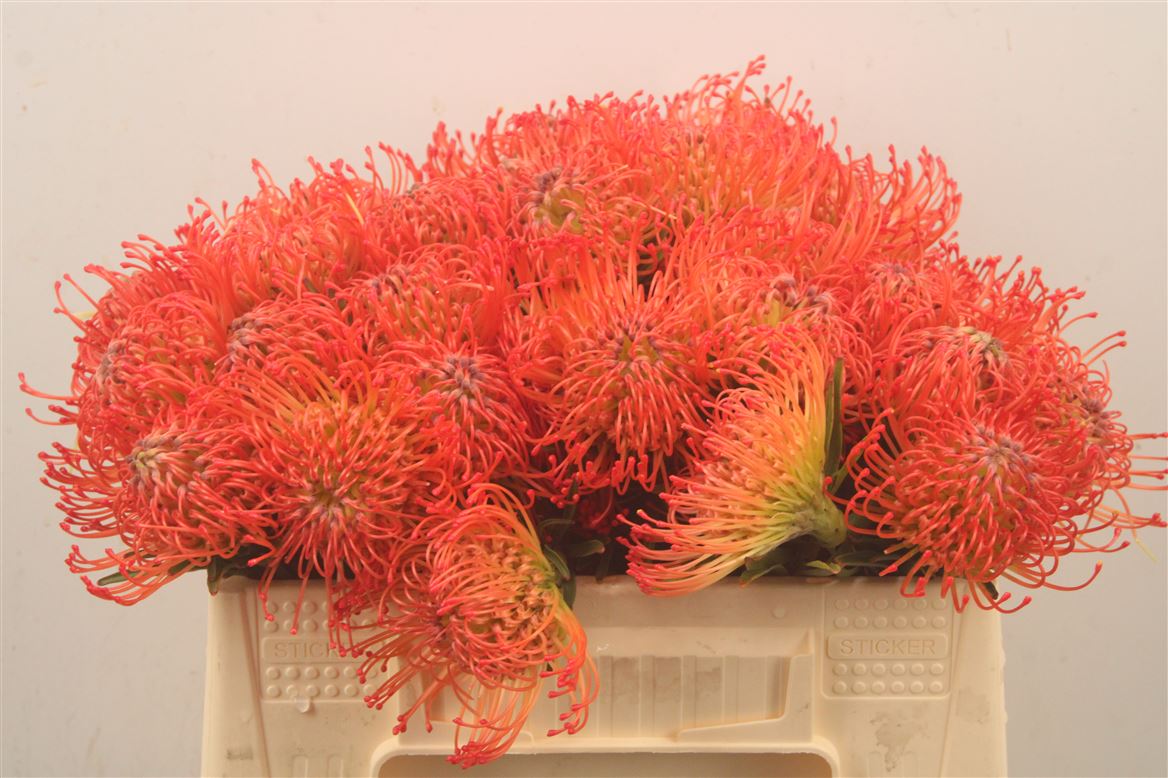 Leucospermum Succession 35cm