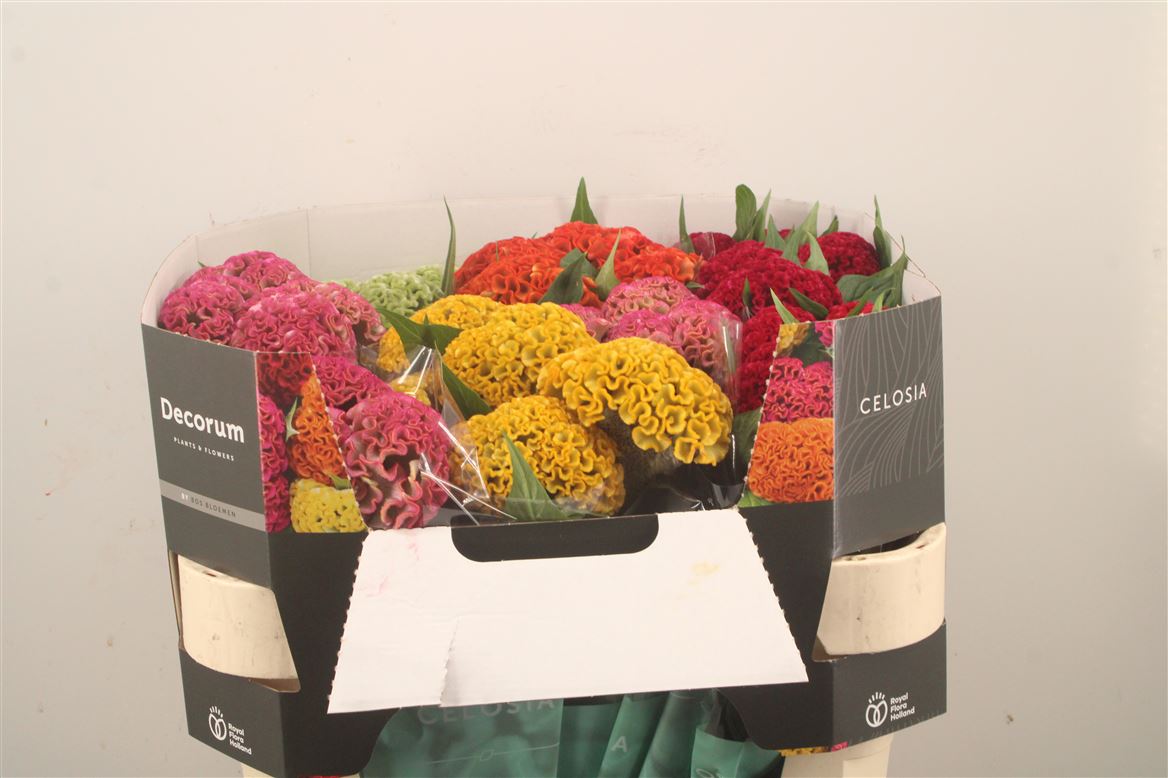 Celosia Reprise Mix 72cm