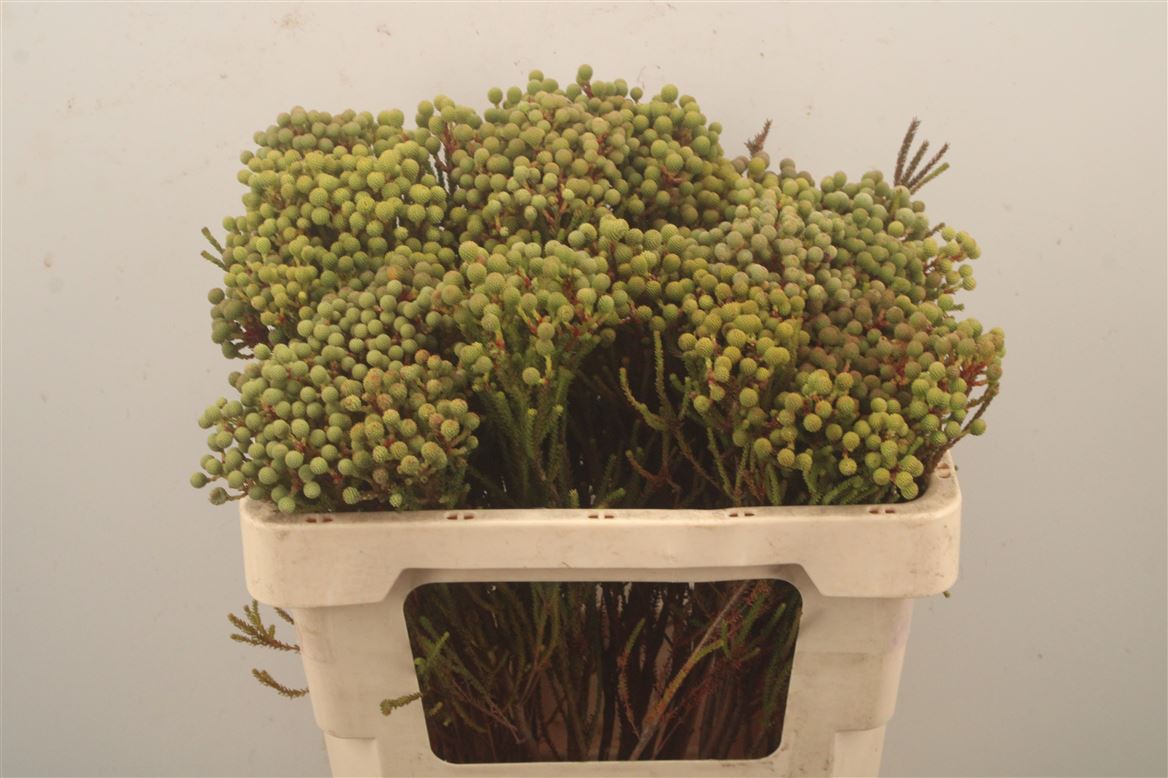 Berzelia Abrotanoides 50cm