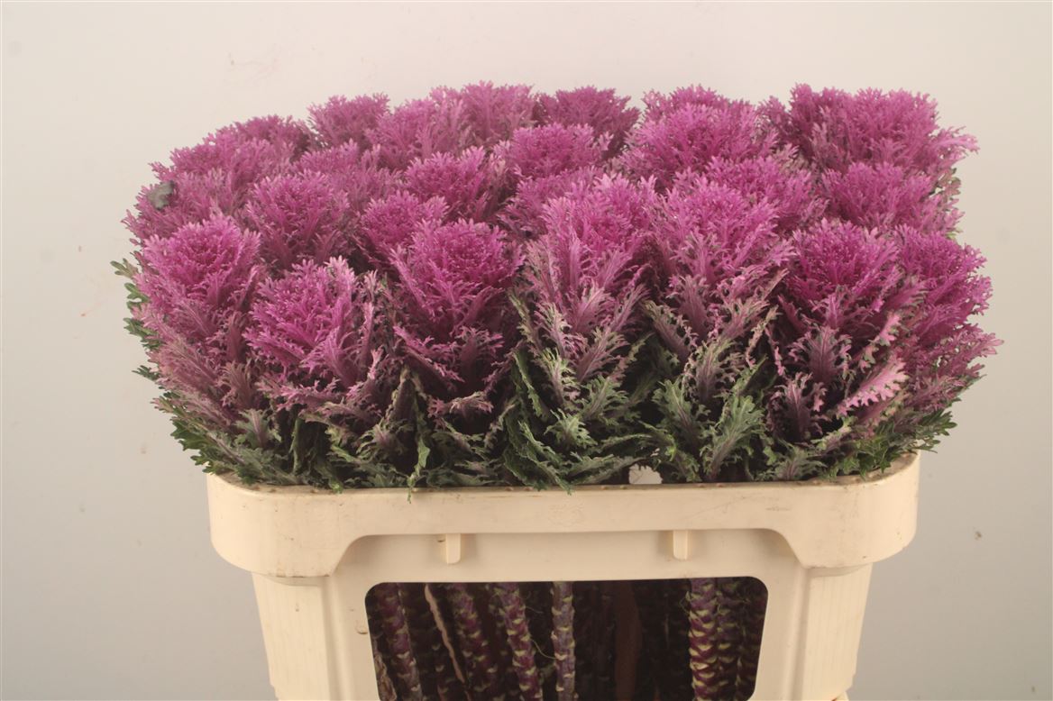Brassica Crane Queen 70cm