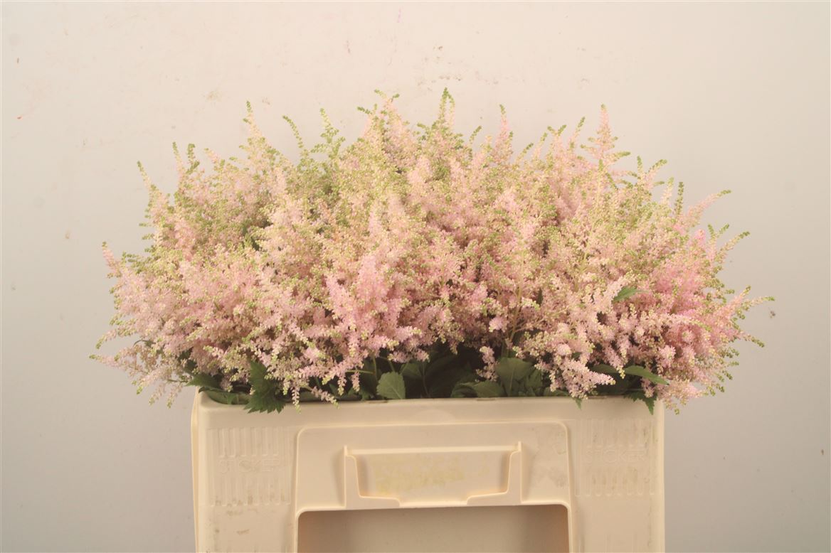 Astilbe Europa 55cm