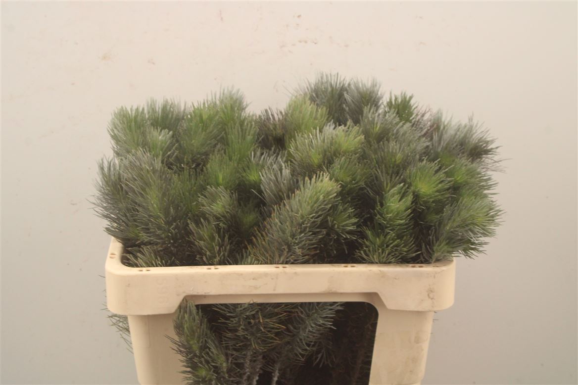 Aspalathus 50cm