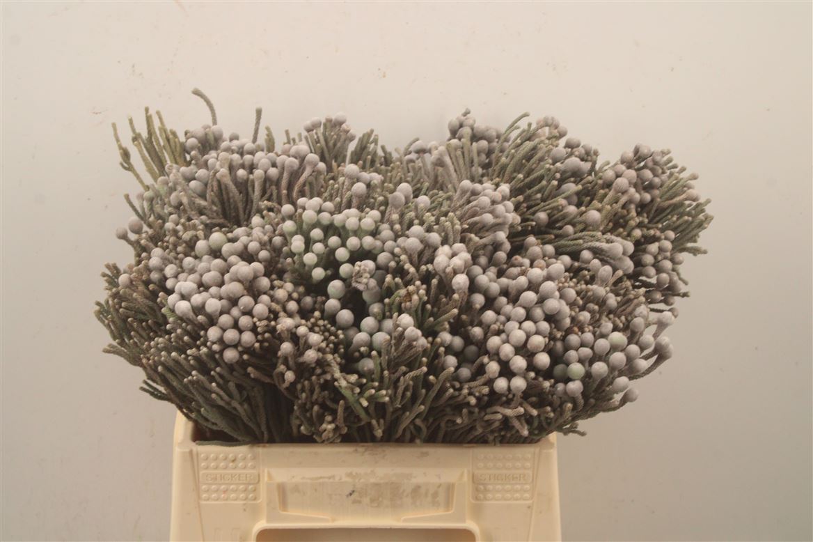 Brunia Laevis 40cm