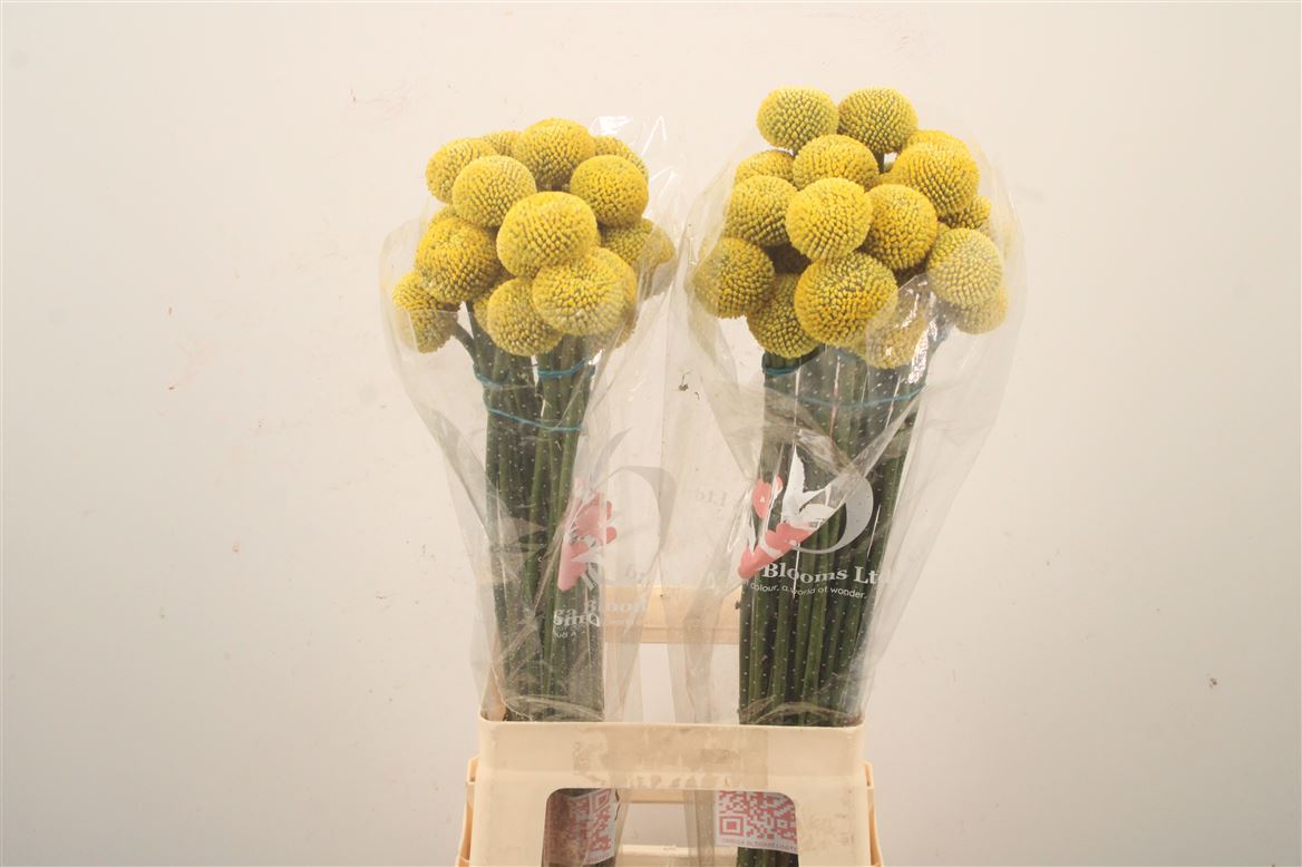 Craspedia Globosa Paintball Popup 70cm