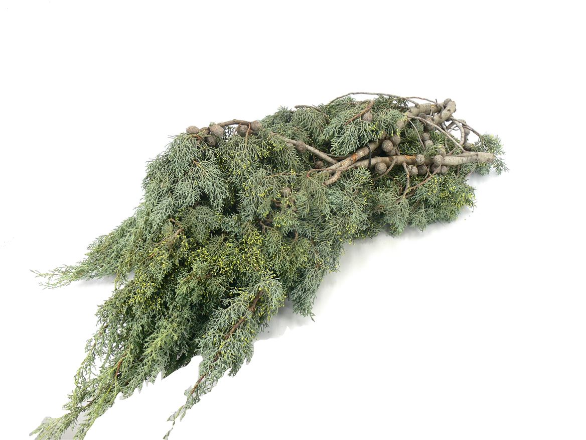 Cupressus Arizonica Glauca Per Kilo 60cm