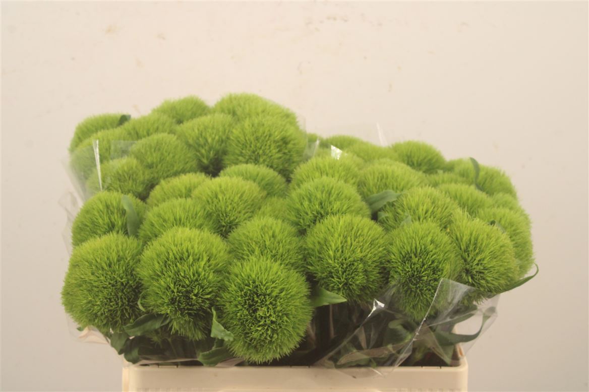Dianthus Barb Kiwi Mellow 50cm