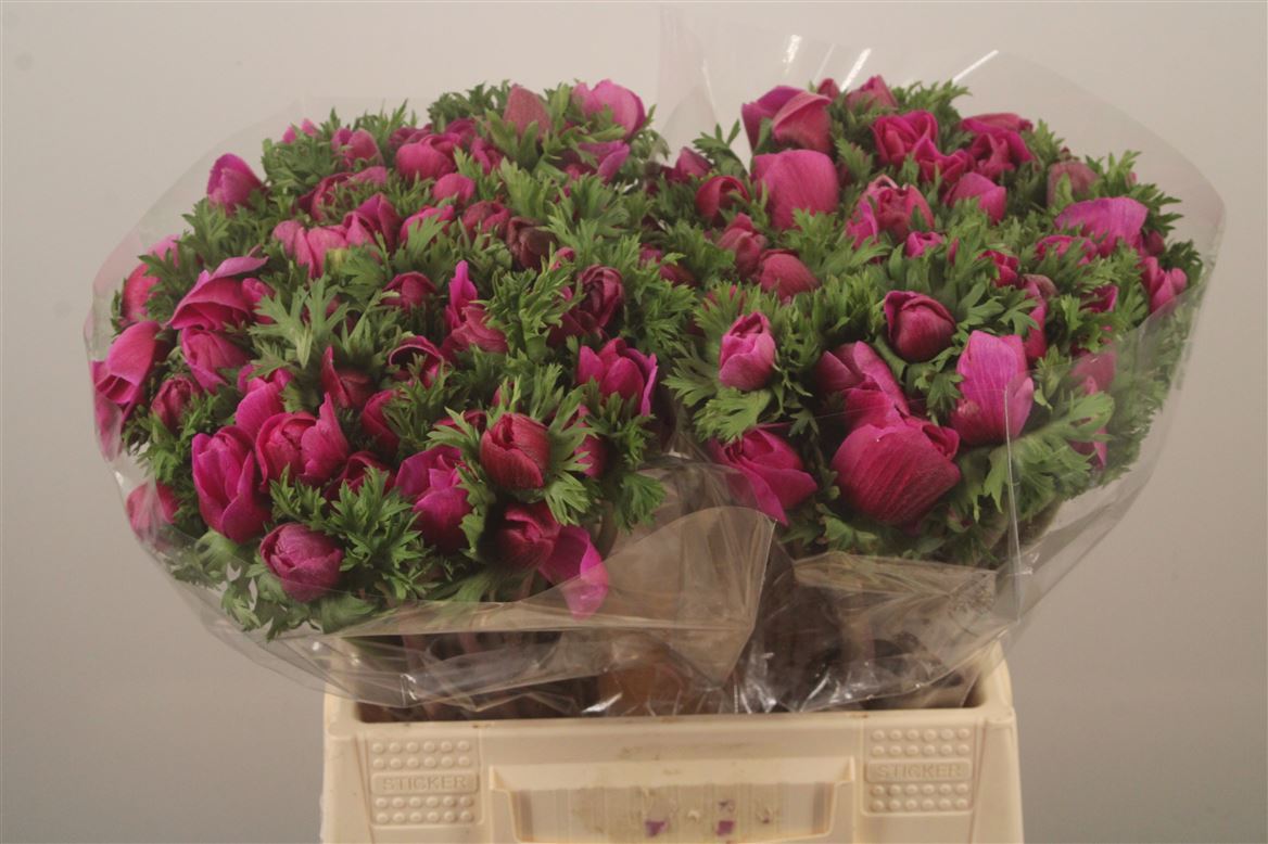 Anemone Coronaria Mistral Plus Fucsia 38cm