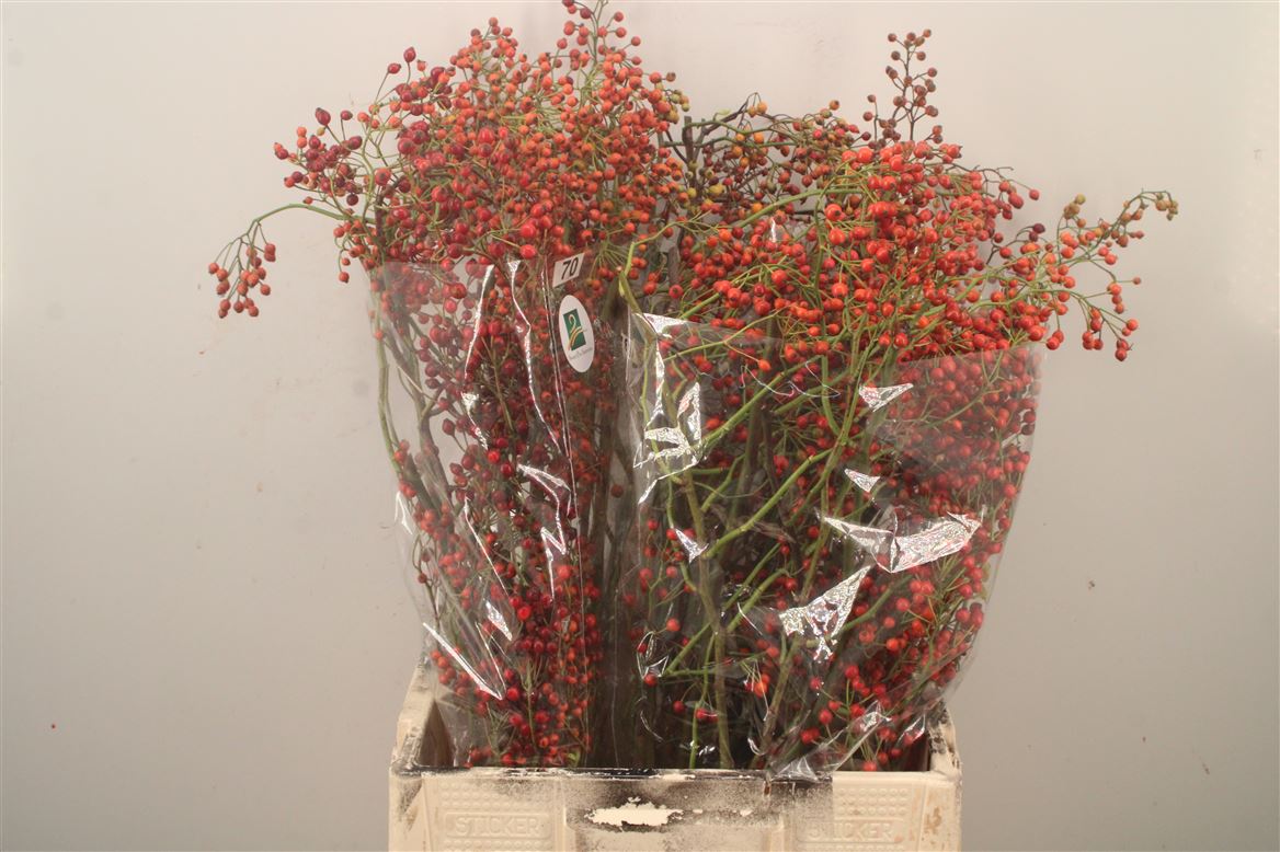 Rosa Corallo 70cm