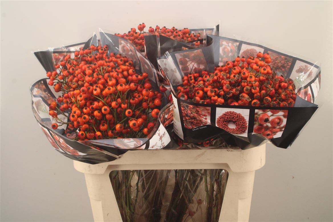 Rosa Hiphop Sunset 80cm