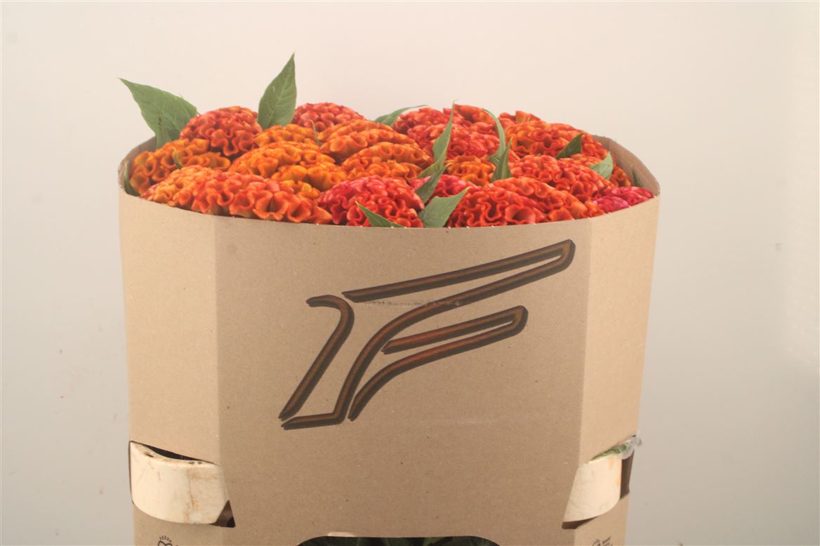 Celosia Indian Summer 80cm