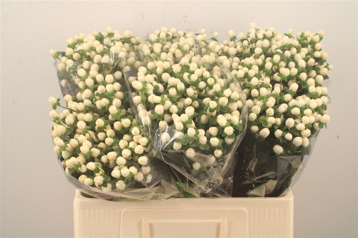 Hypericum Sisu Twinkle 60cm