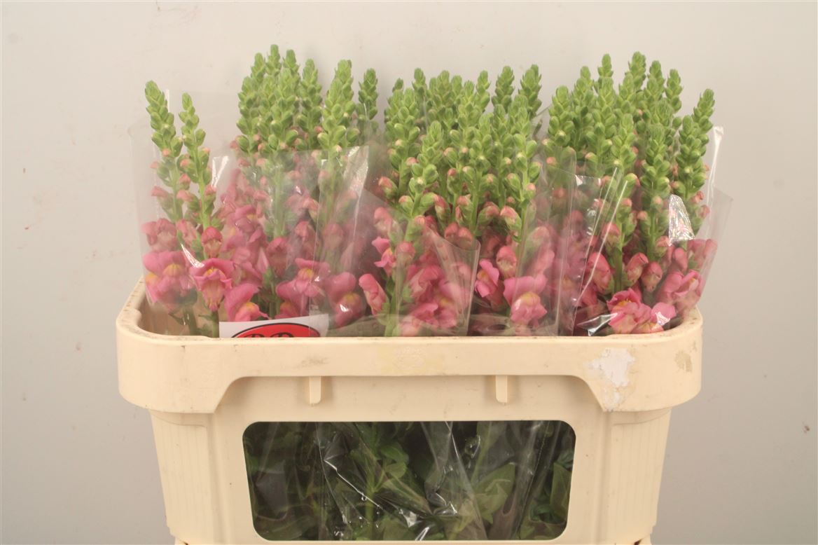 Antirrhinum Antibes Rose 70cm