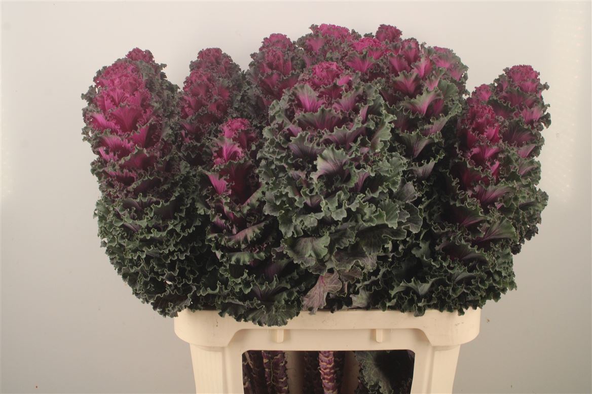 Brassica Crane Ruffle Red 75cm