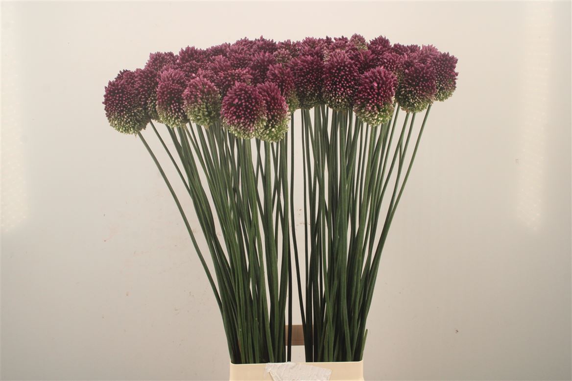 Allium Sphaerocephal 90cm