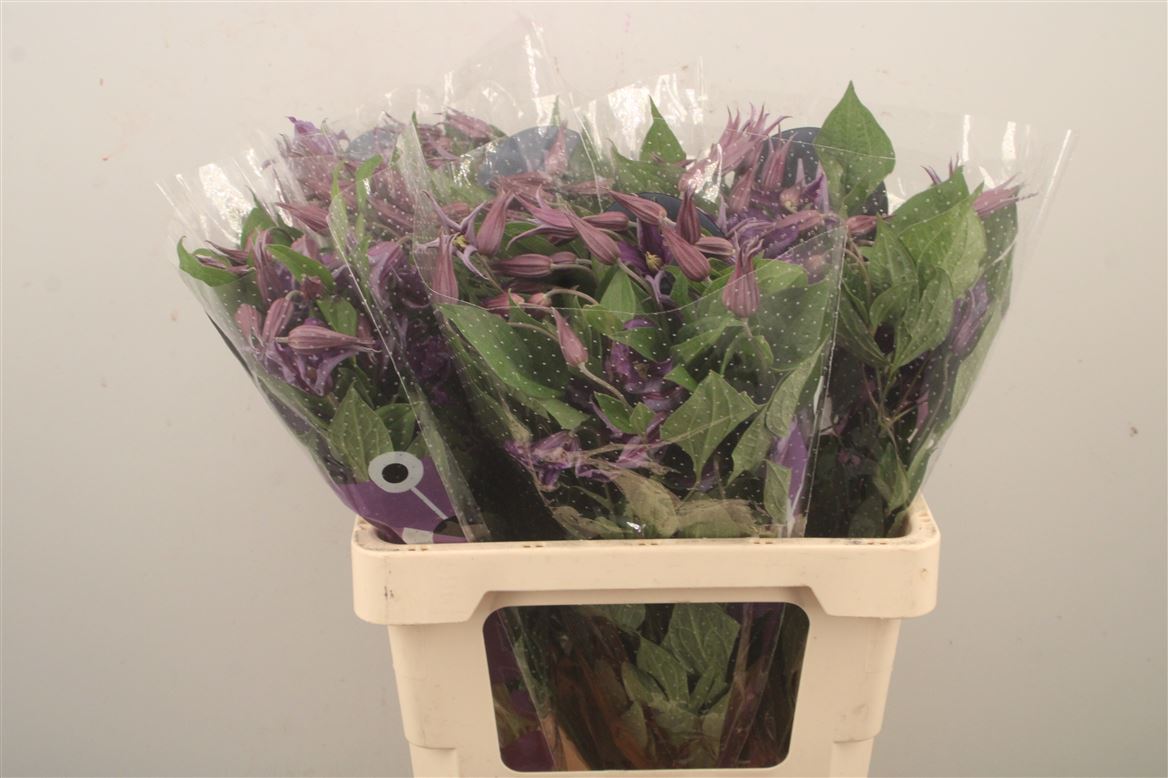 Clematis Blue Pirouette 60cm