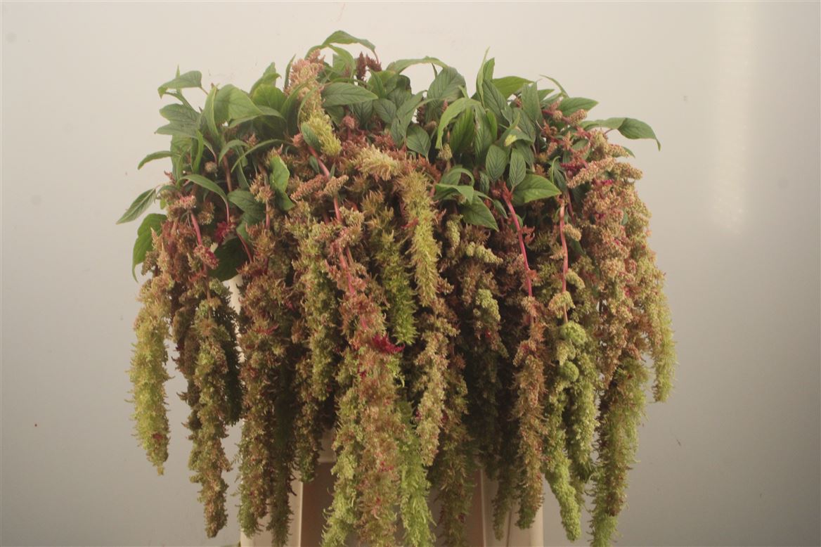 Amaranthus Caudatus Magic Spider 80cm