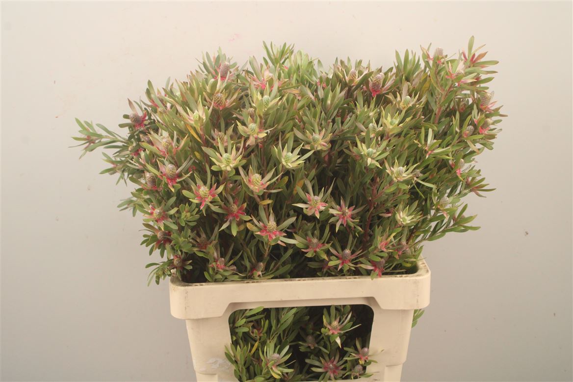 Leucadendron Ayoba Star Pearl 60cm Spray