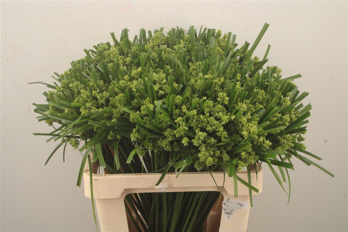 Cyperus Glaber 60cm