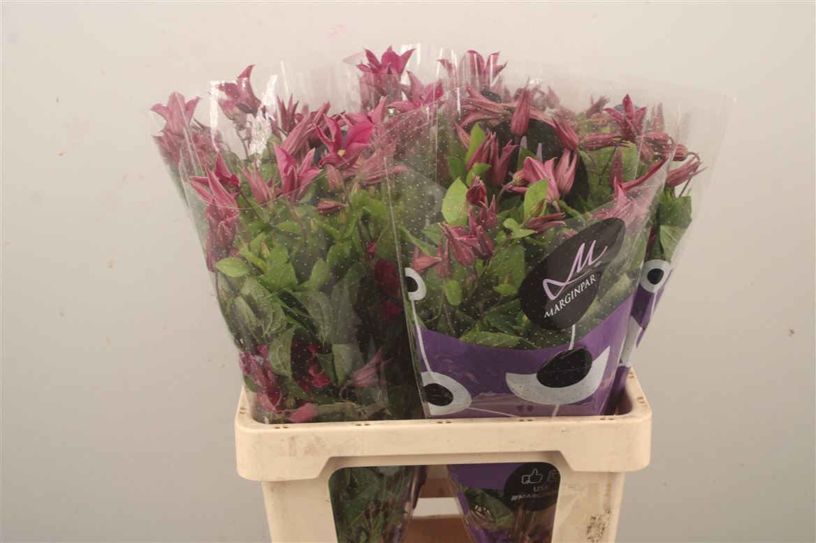 Clematis Amazing Kyiv 60cm