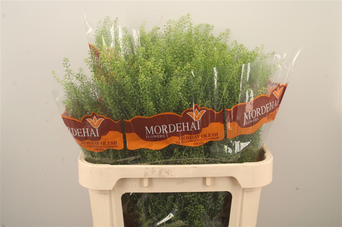 Lepidium Ruderale Green Bell 80cm 25gr.