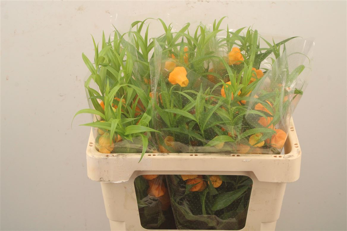Sandersonia Aurantiaca 55cm