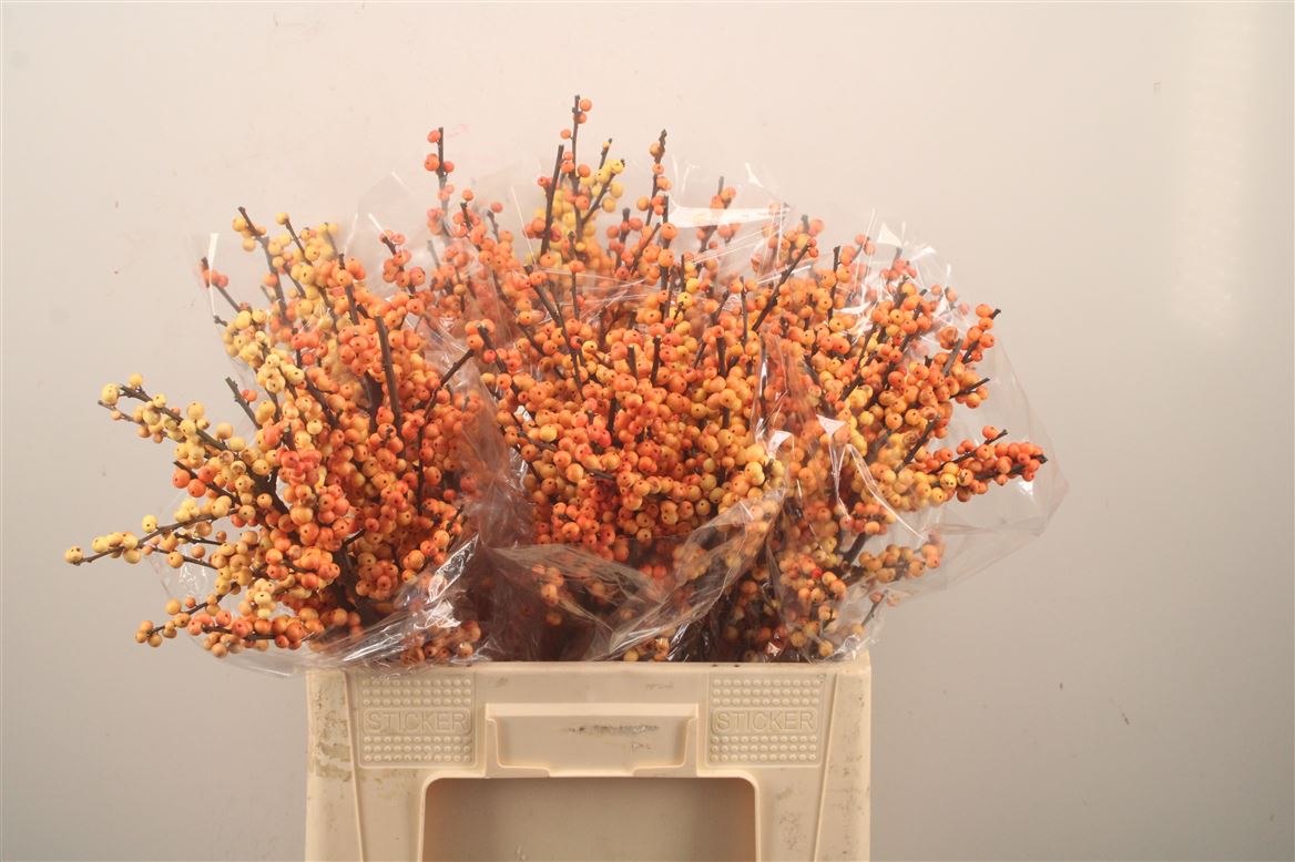 Ilex Verticillata Magical Cresgold 60cm