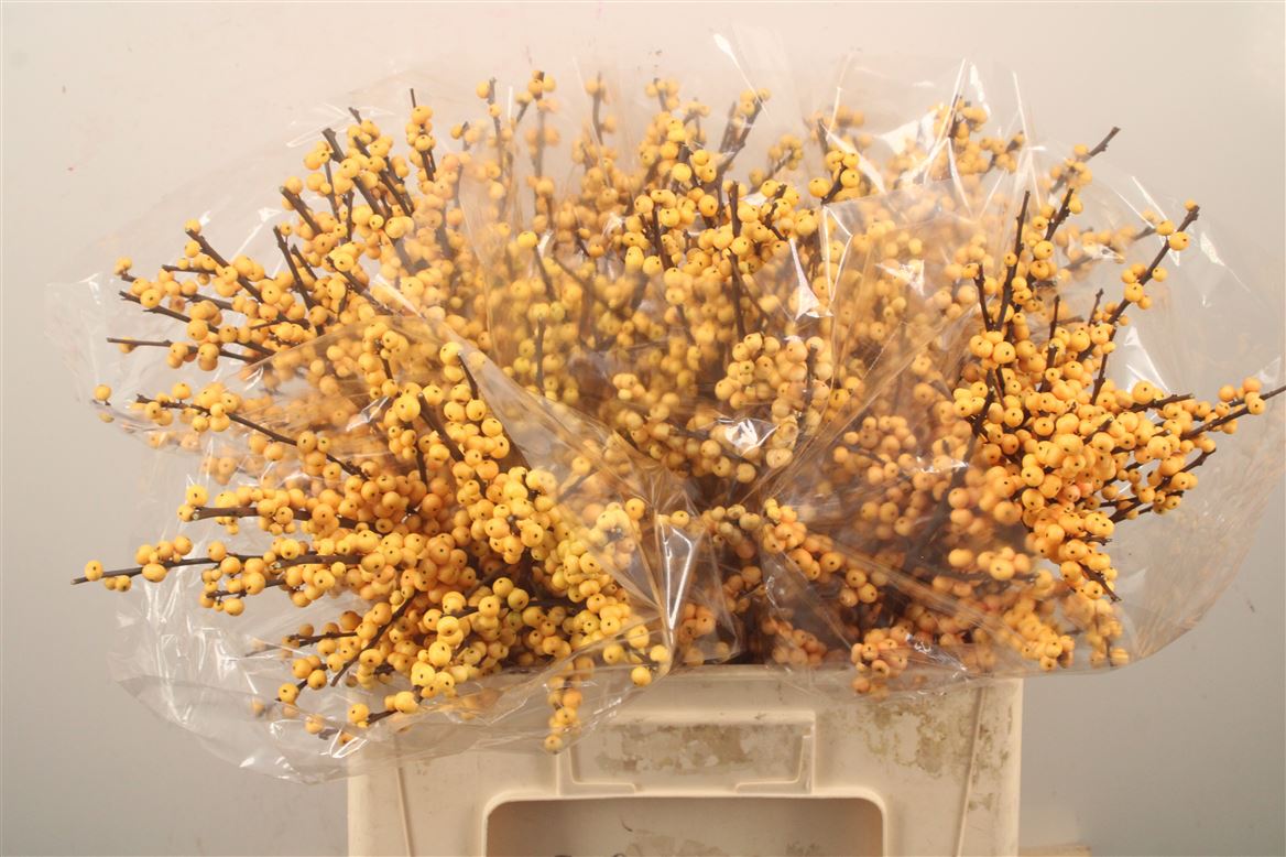 Ilex Verticillata Magical Citronella 60cm