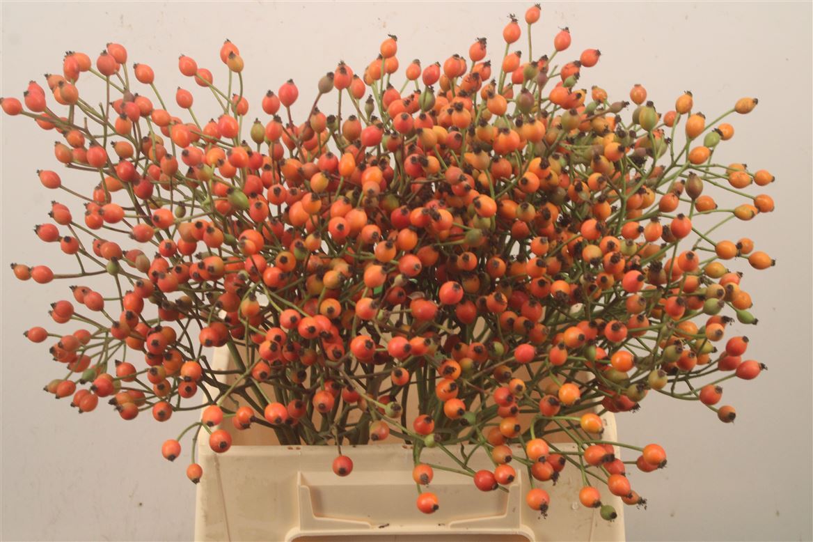 Rosa Magical Miracle 40cm
