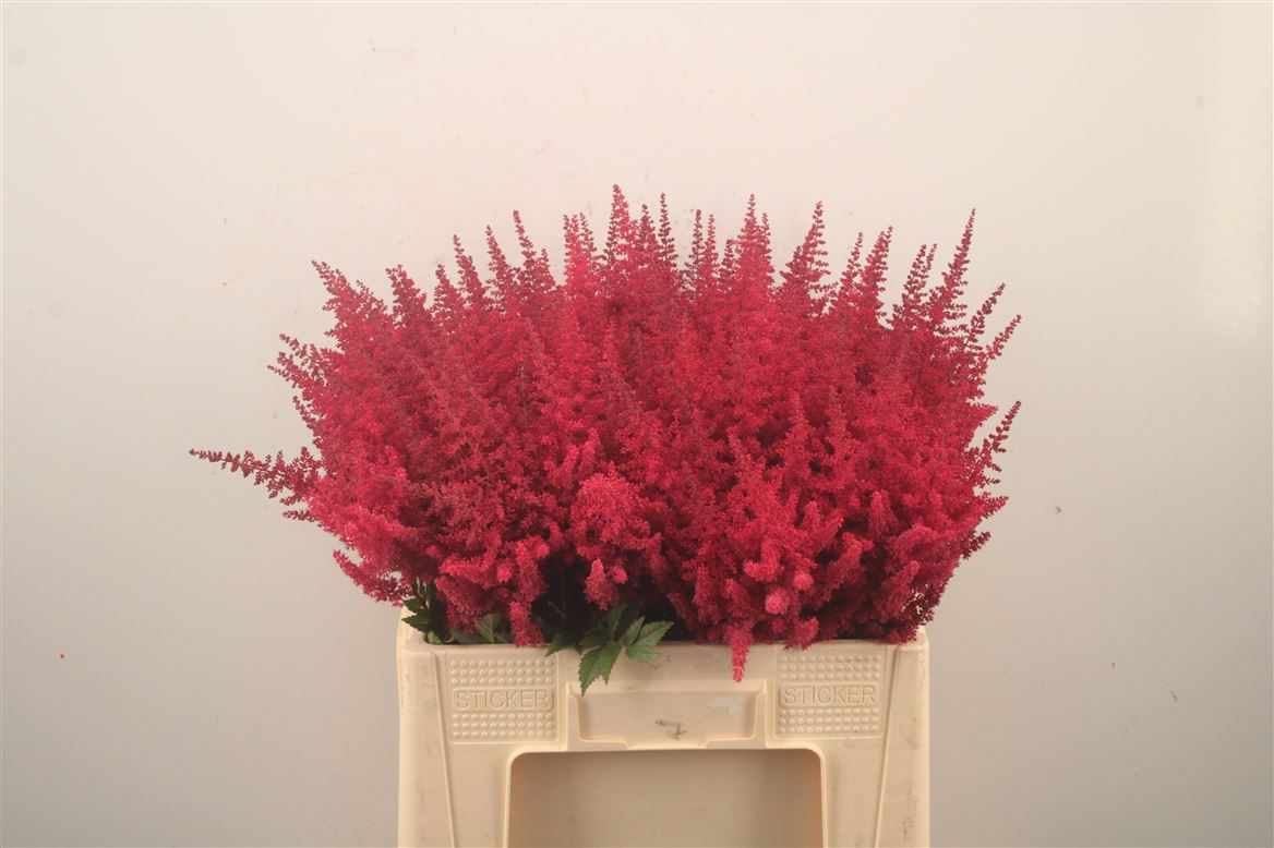 Astilbe Paul Gäarder 60cm