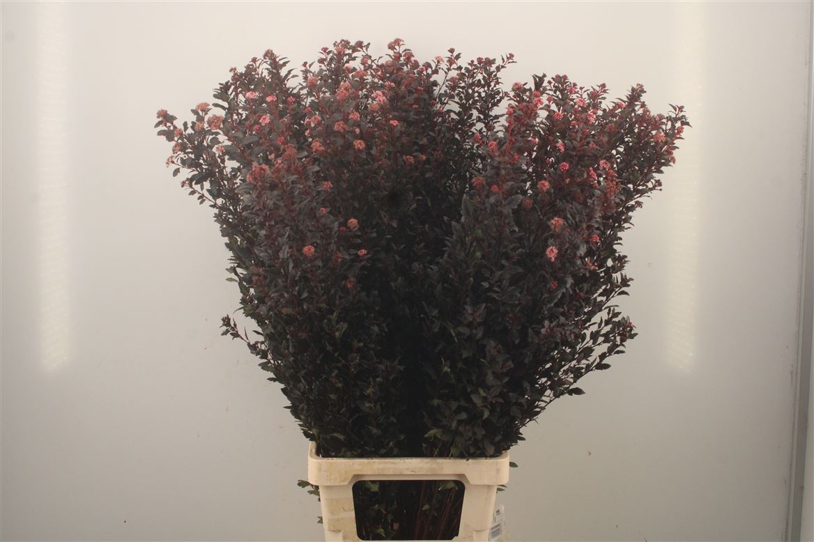 Physocarpus Magical Sweet Cherry 100cm