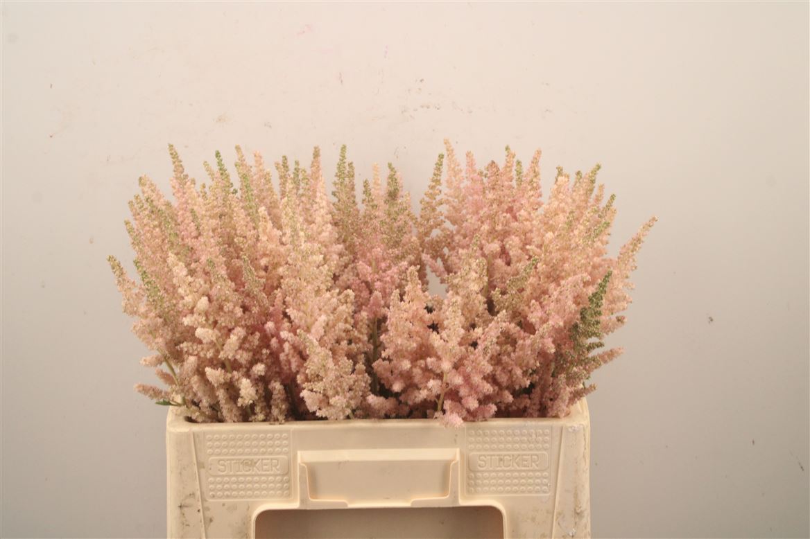Astilbe Vision Inferno 60cm