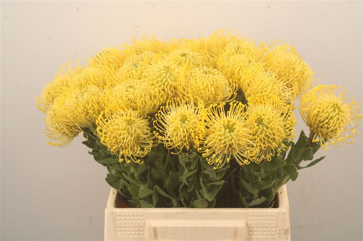 Leucospermum High Gold 40cm
