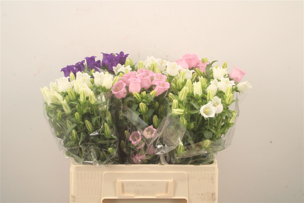 Campanula Medium Mix 60cm