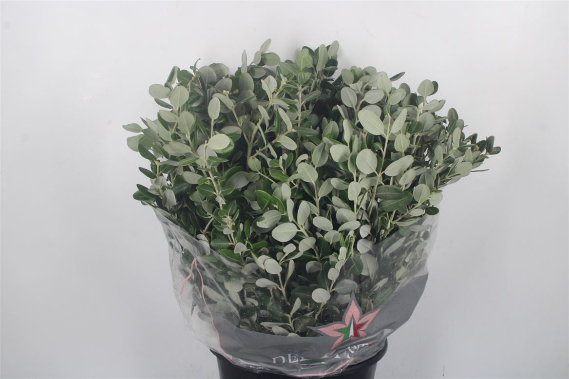 Pittosporum Per Bunch 400gram