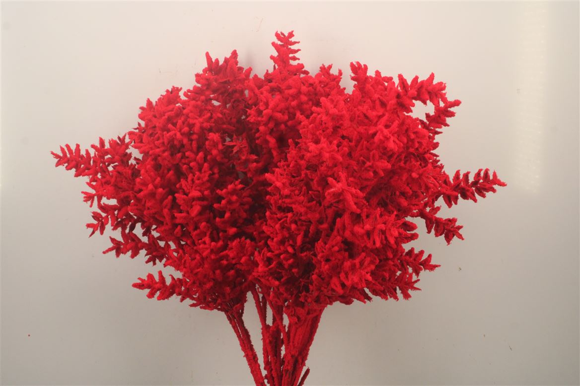 Ov Colrbehandeld 60cm