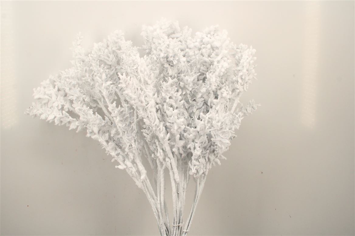 Ov Colrbehandeld 60cm