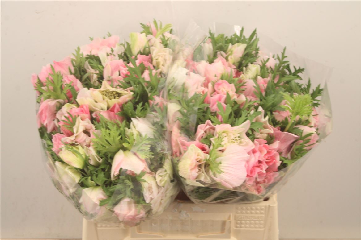 Anemone Coronaria Mistral Plus Light Pink 38cm