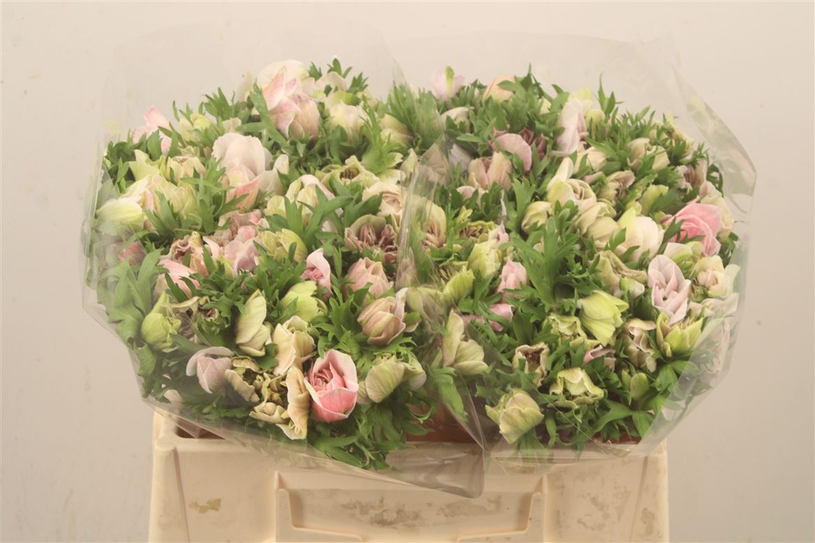 Anemone Coronaria Mistral Plus White 38cm