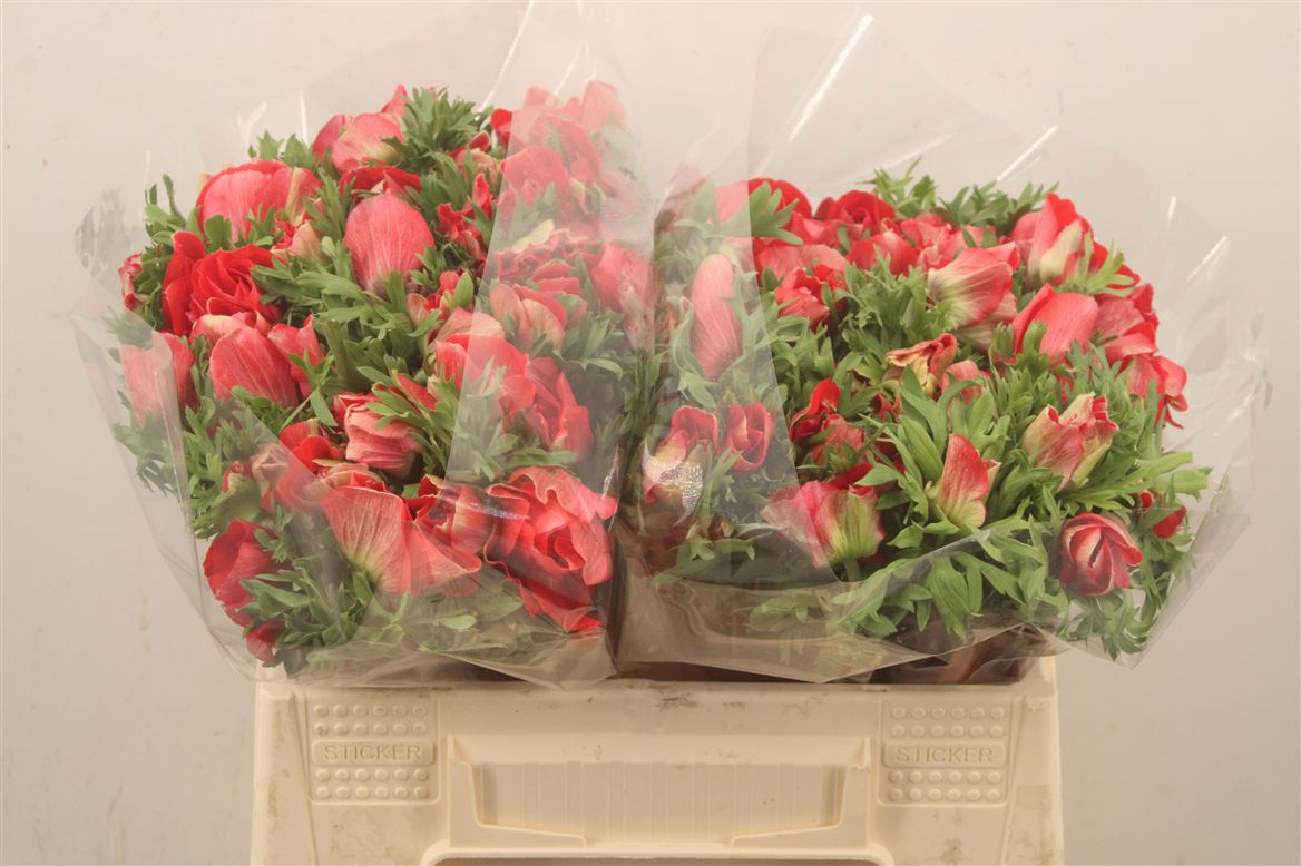 Anemone Coronaria Mistral Plus Red 38cm