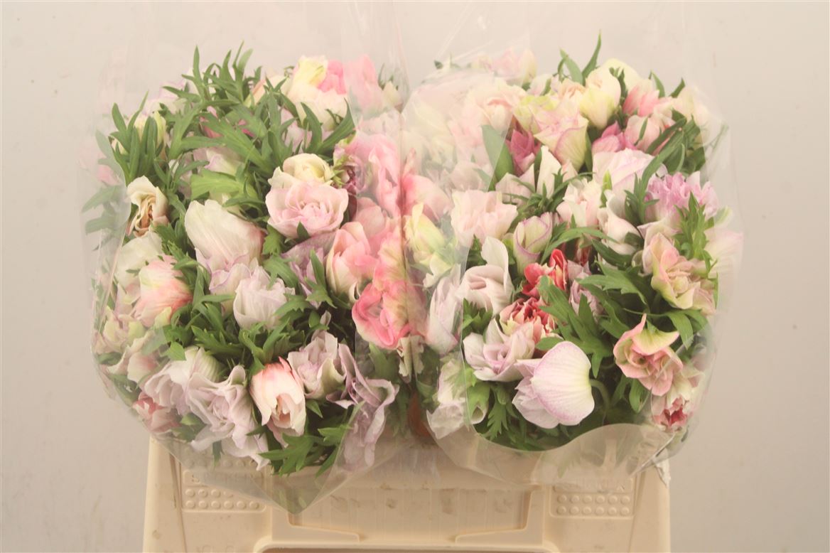 Anemone Coronaria Mistral Malva 40cm