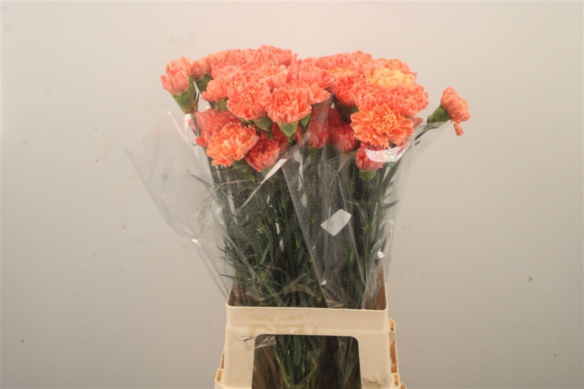 Dianthus Single Hermes Orange 70cm