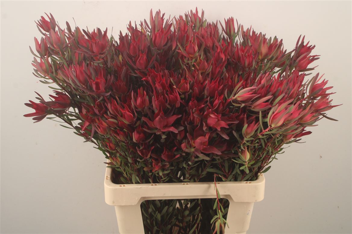 Leucadendron Salignum Blush 70cm Spray
