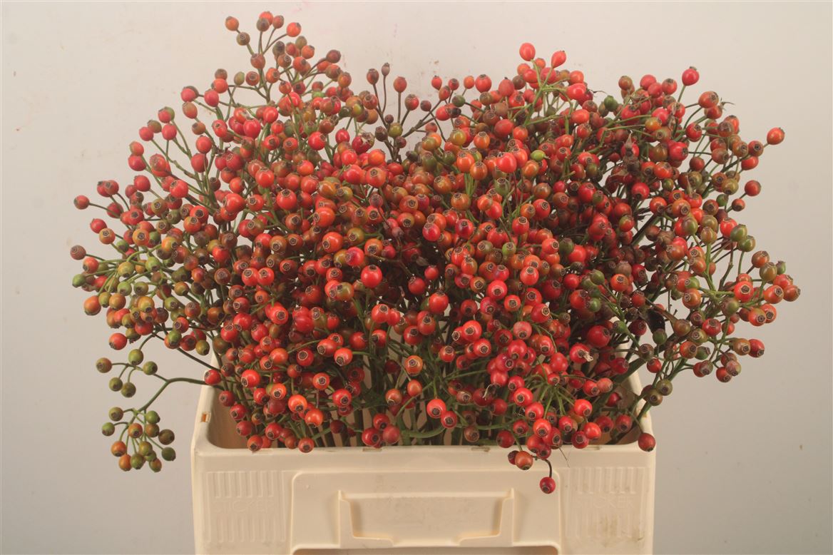 Rosa Magical Passoa 60cm